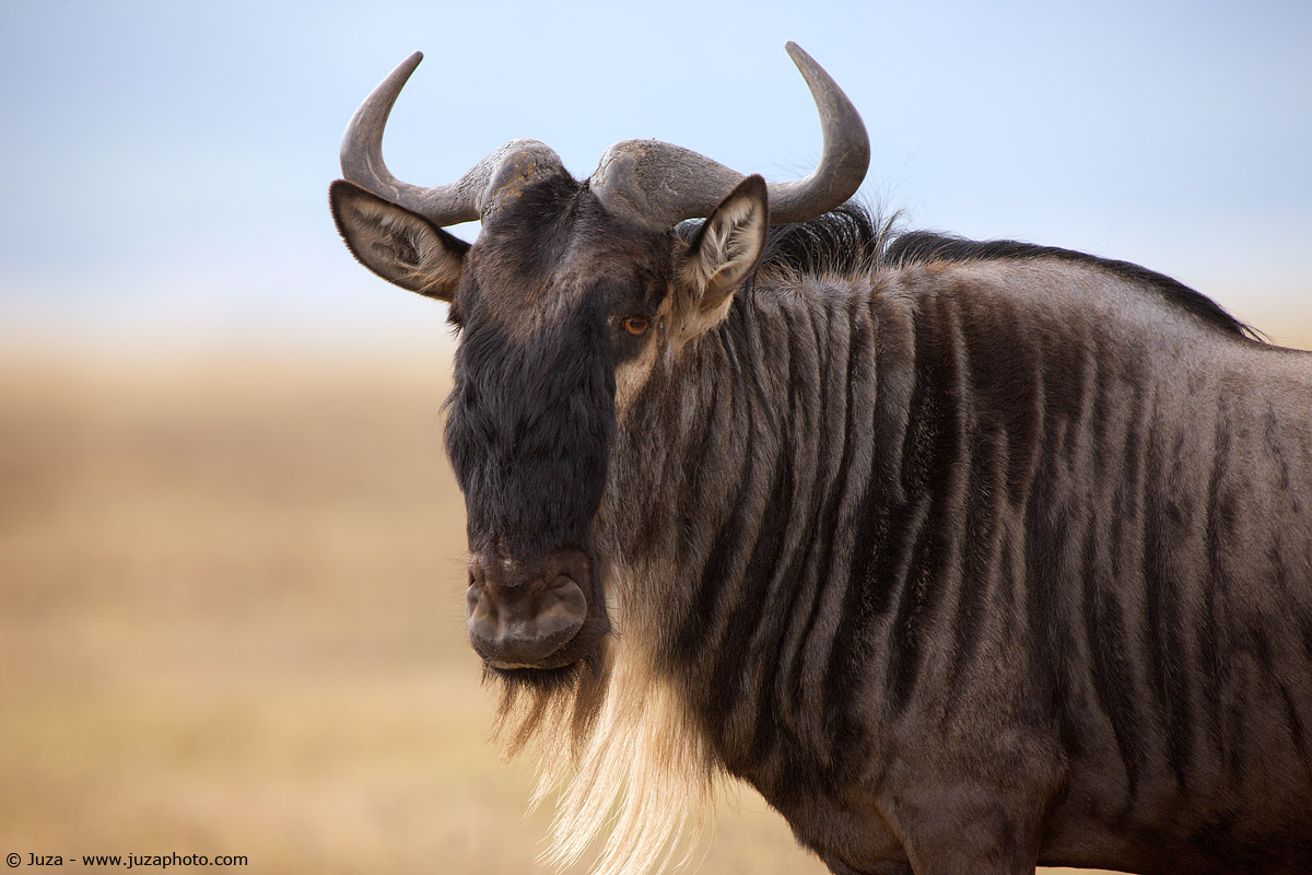 Connochaetes taurinus (wildebeest), 007972