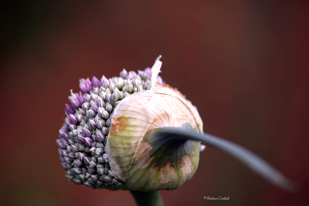 fiore(tto) di cipolla