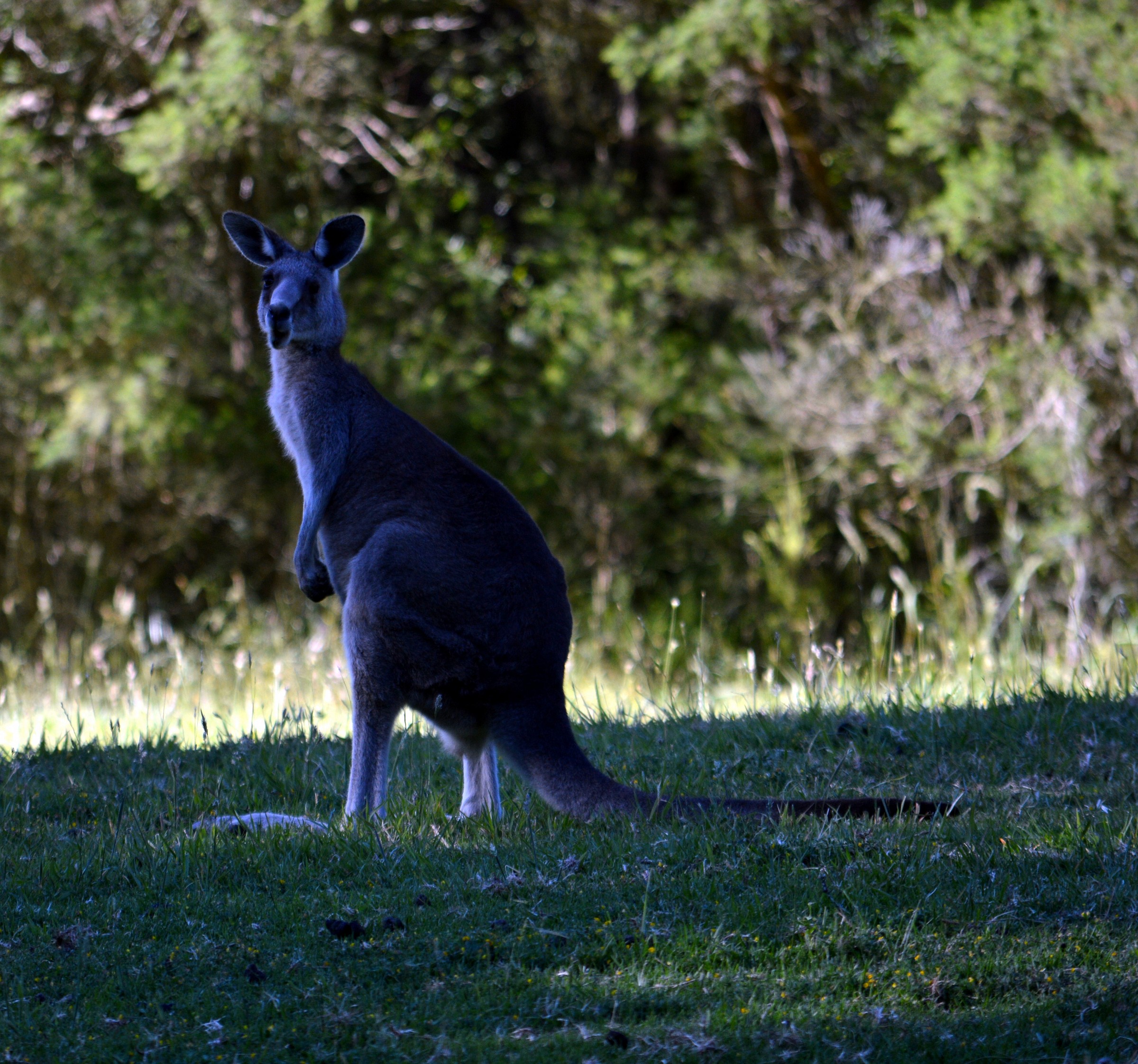 gray kangaroo gicante