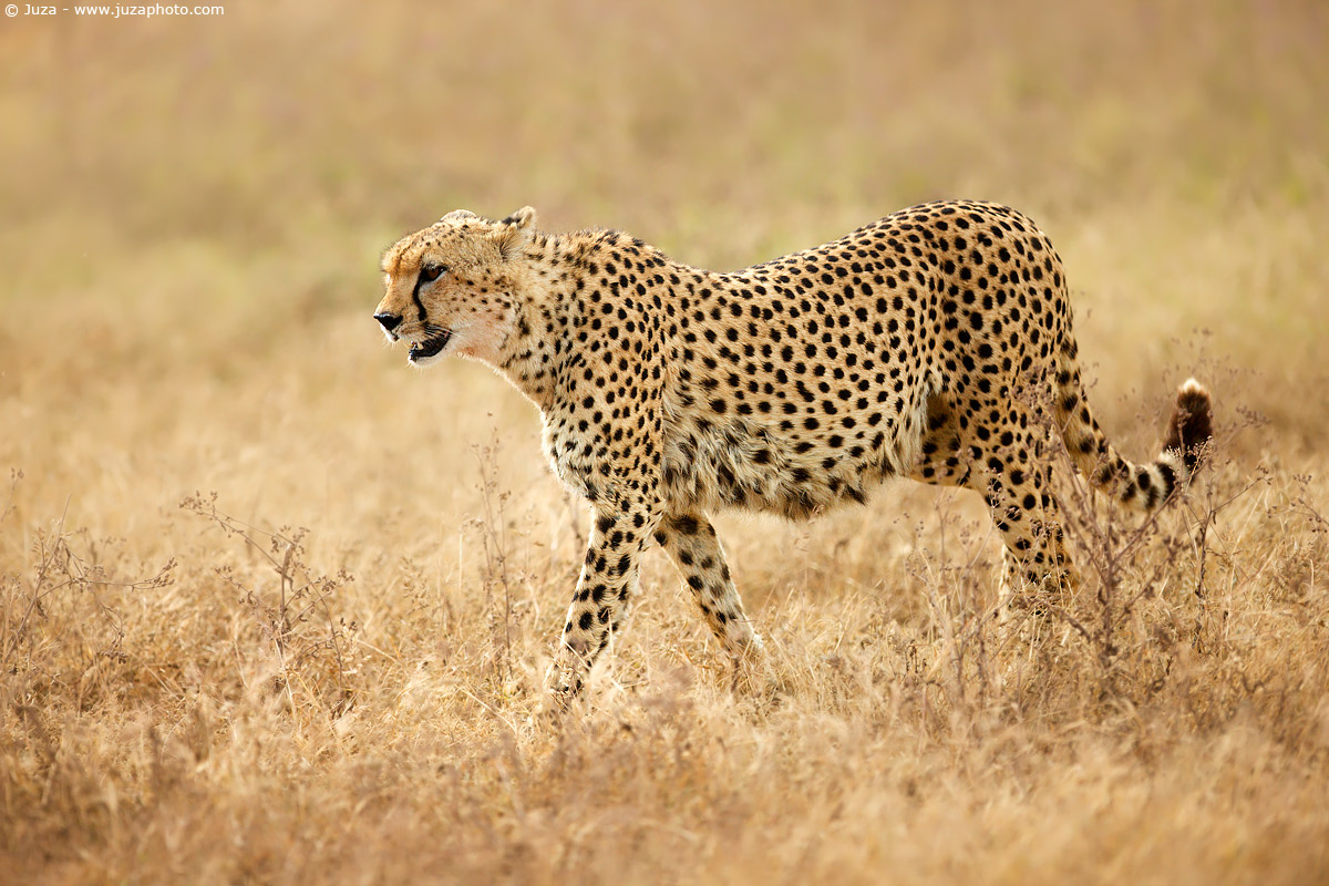 Acinonyx jubatus (Cheetah), 007985