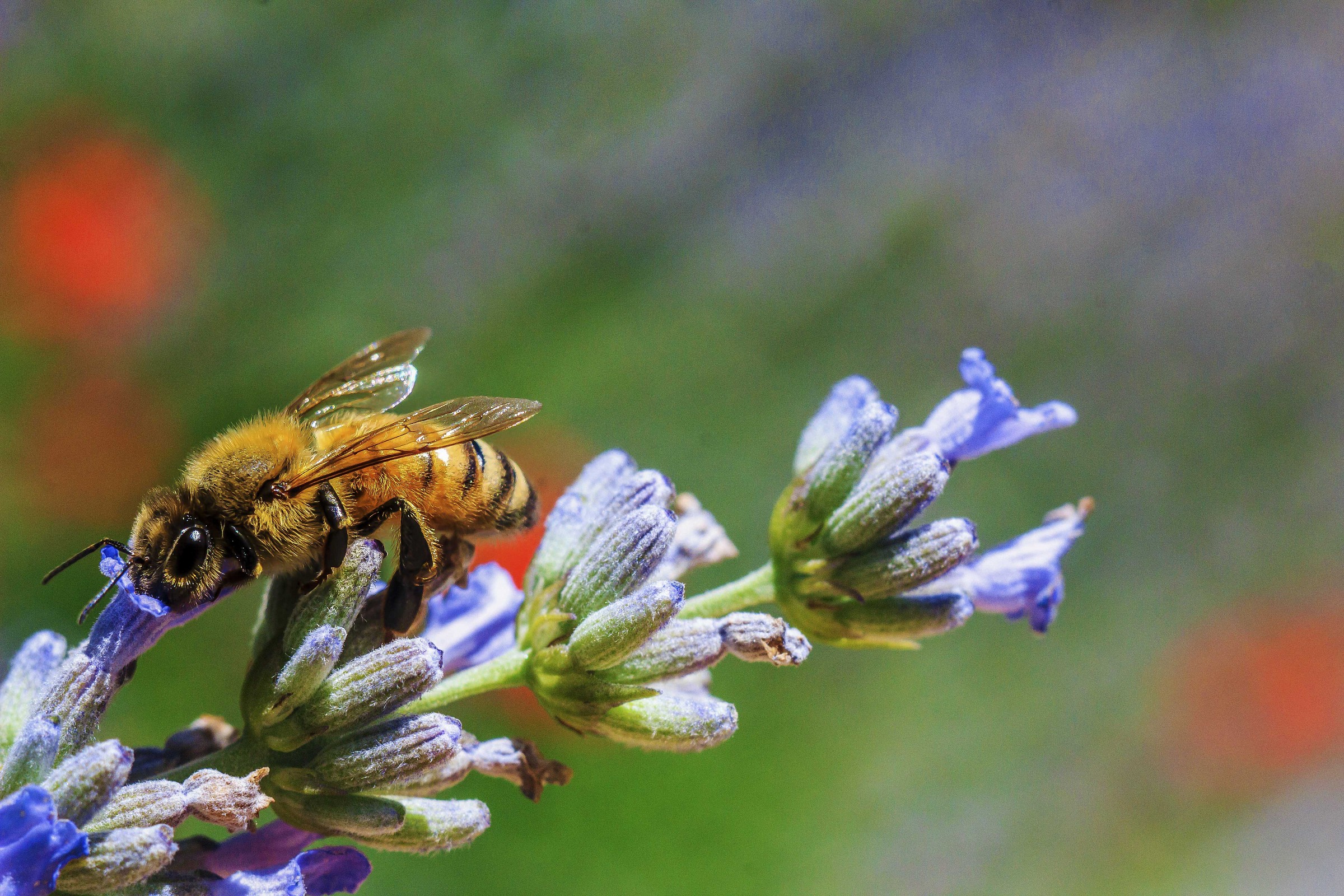Il duro lavoro delle Api
