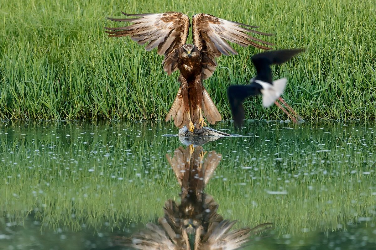 Il falco di palude e il cavaliere