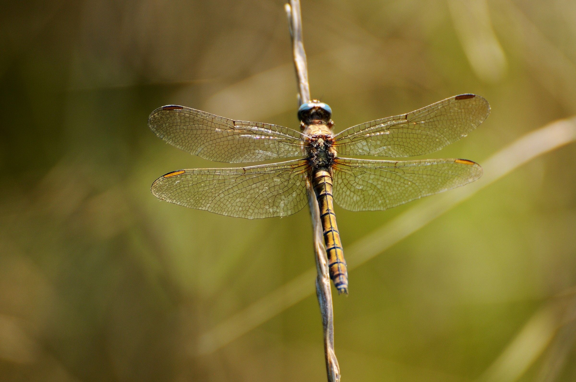 Libellula