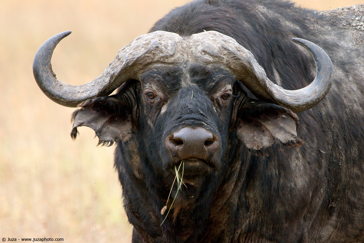 Syncerus caffer (Bufalo), 008015