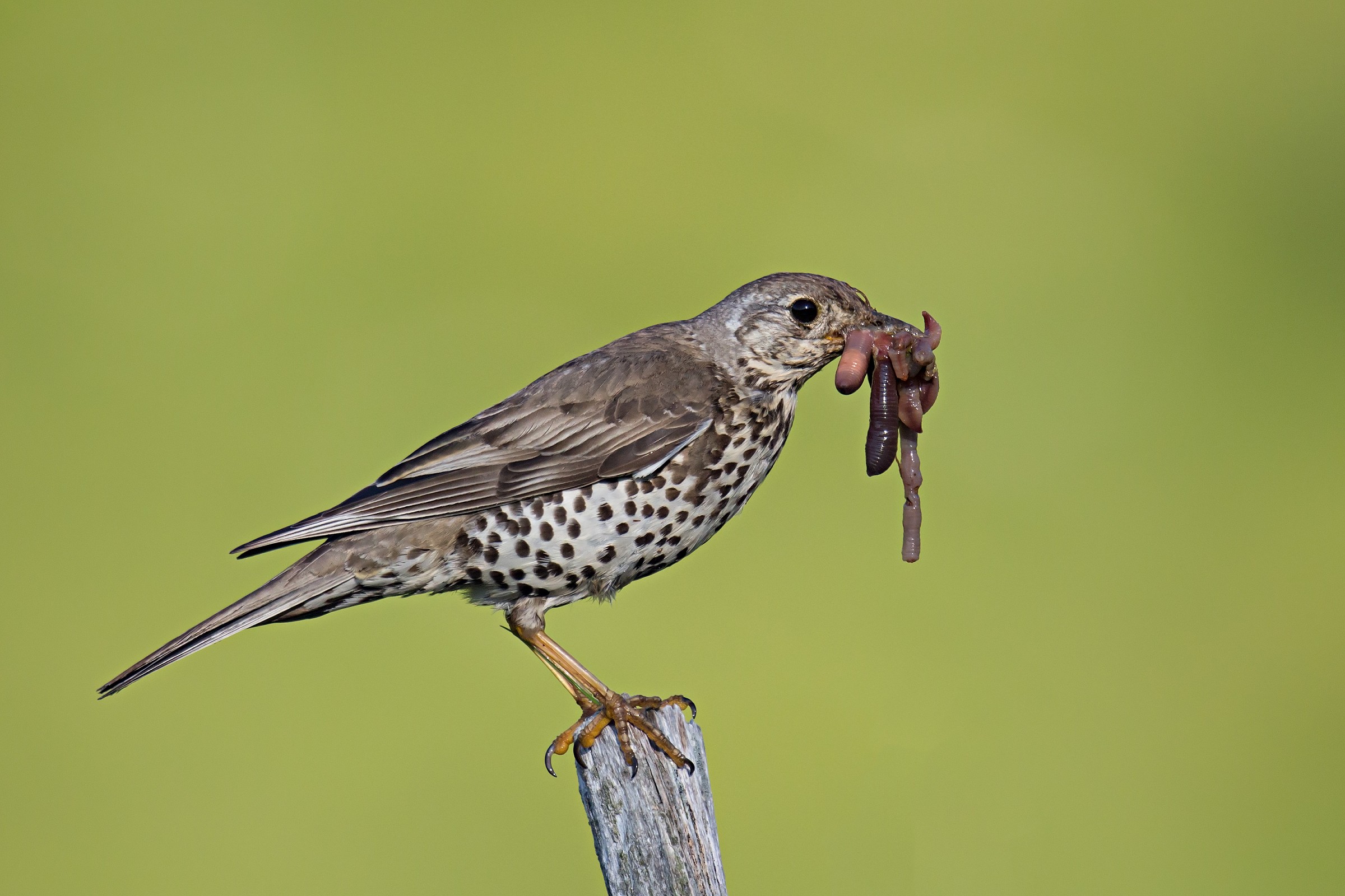 Mistle Thrush hungry