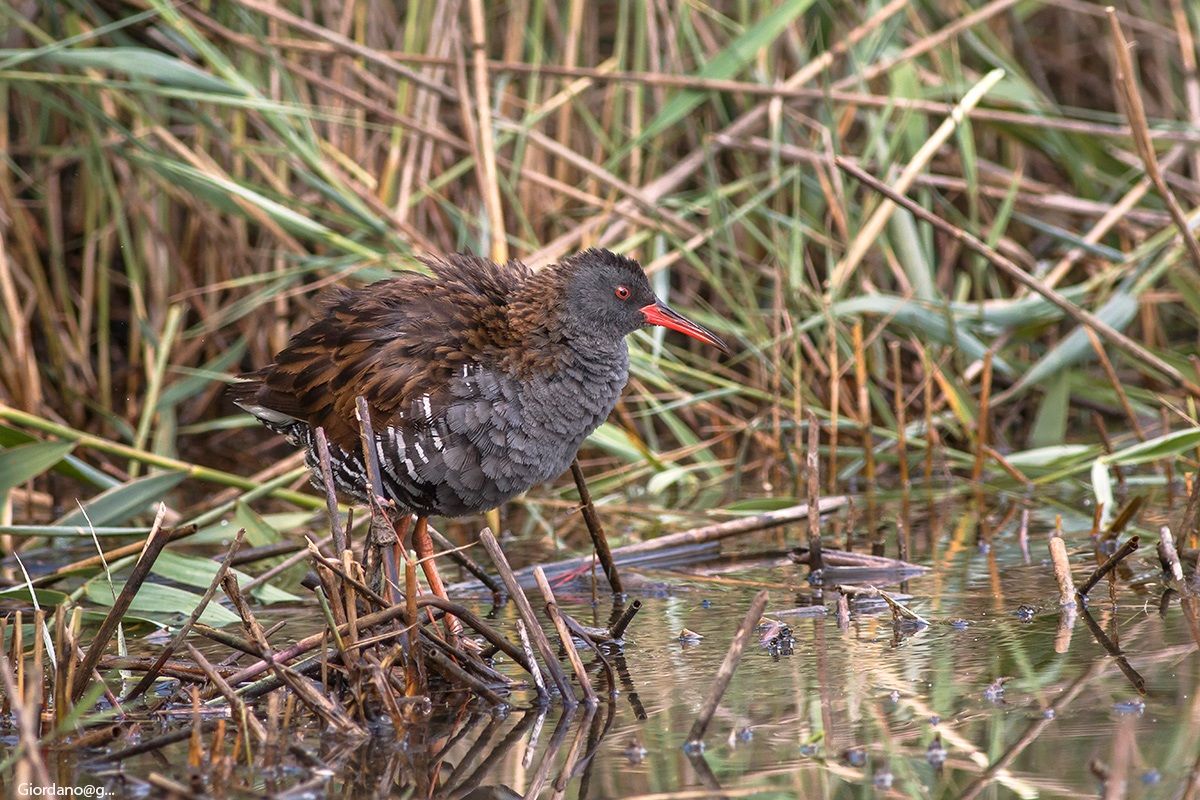 Porciglione arruffato