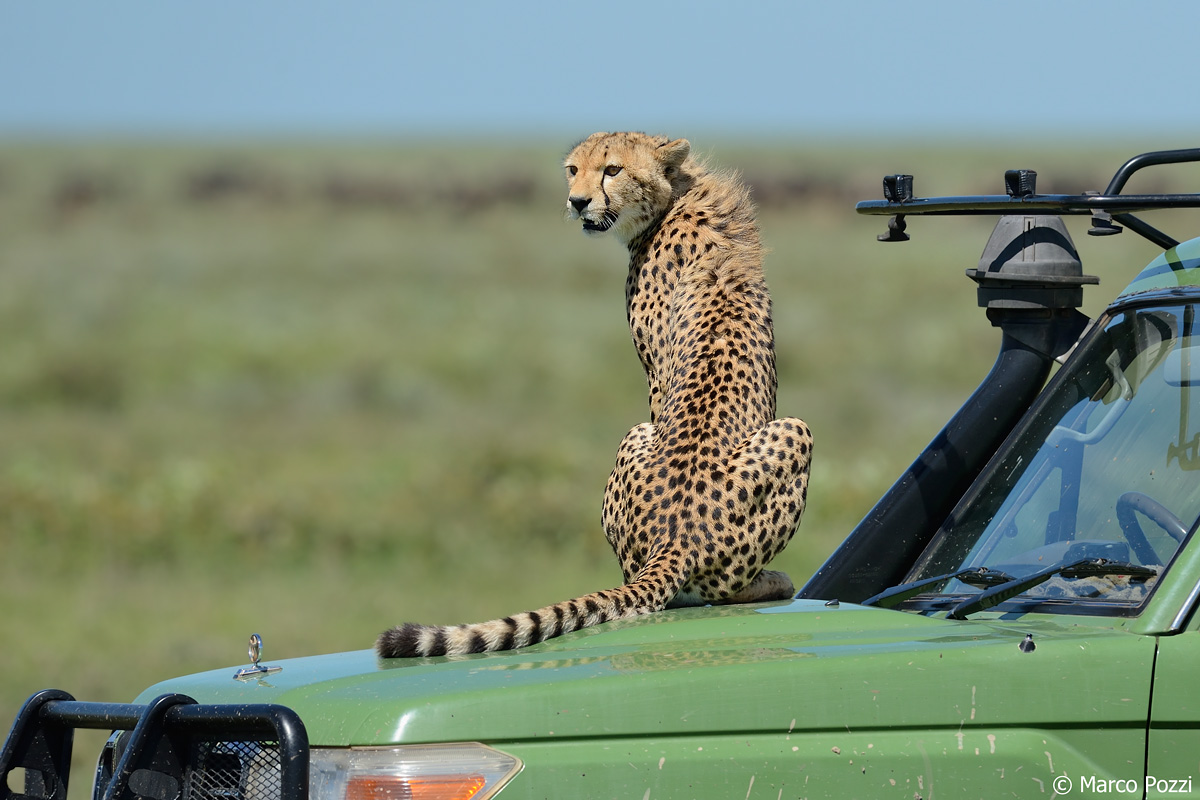 vedo tutto da quassù!