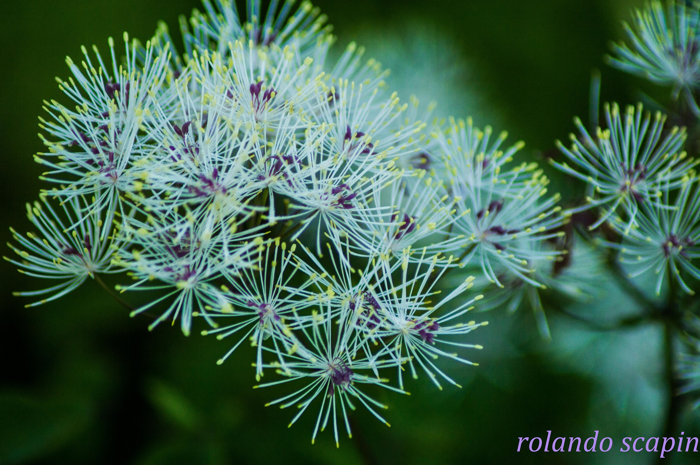 small fireworks of God