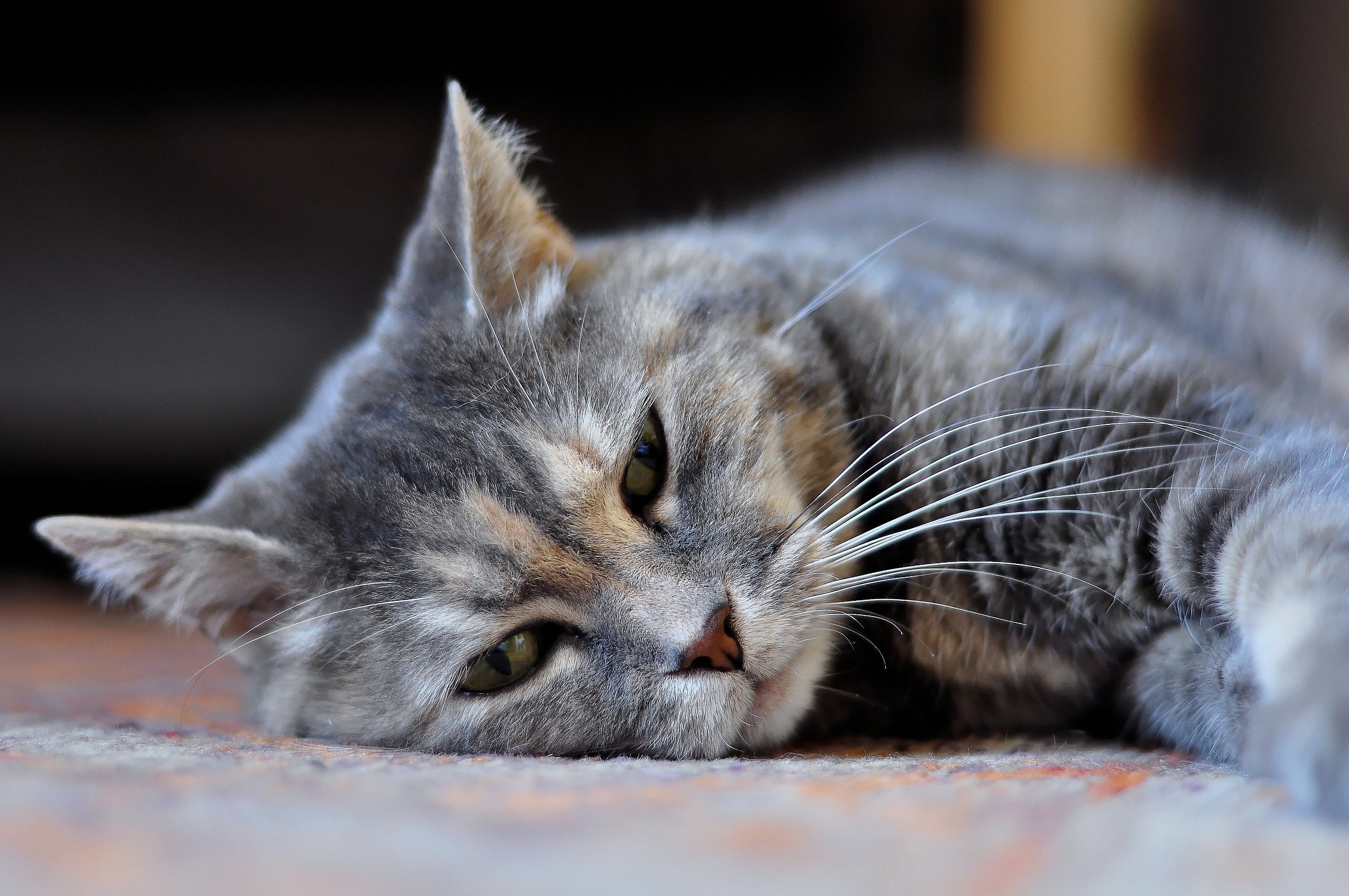 Chi osa disturbare il mio riposo?