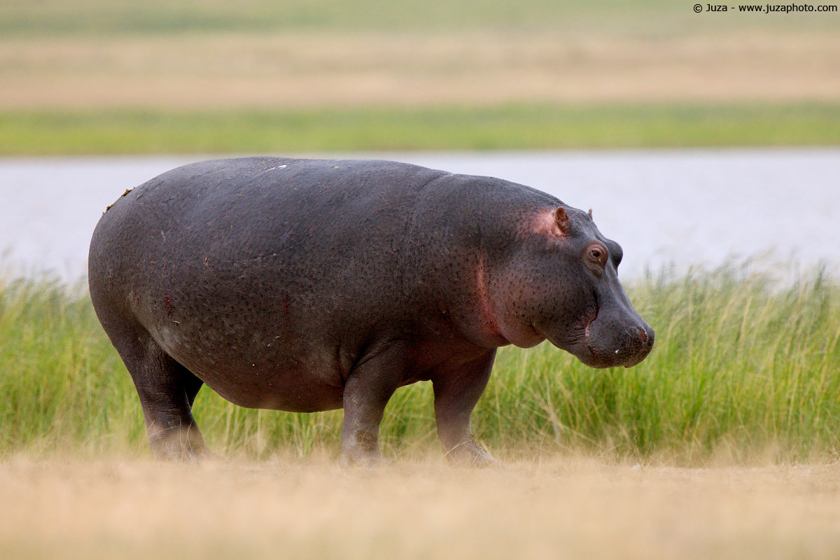 Hippopotamus amphibius (Ippopotamo), 008025