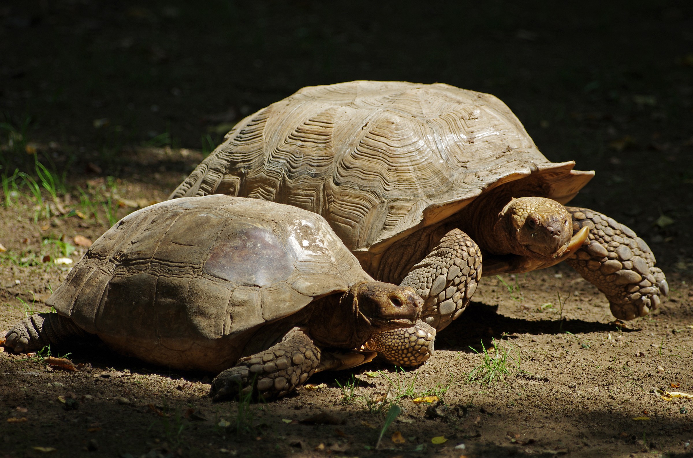 Lenta coppia a spasso