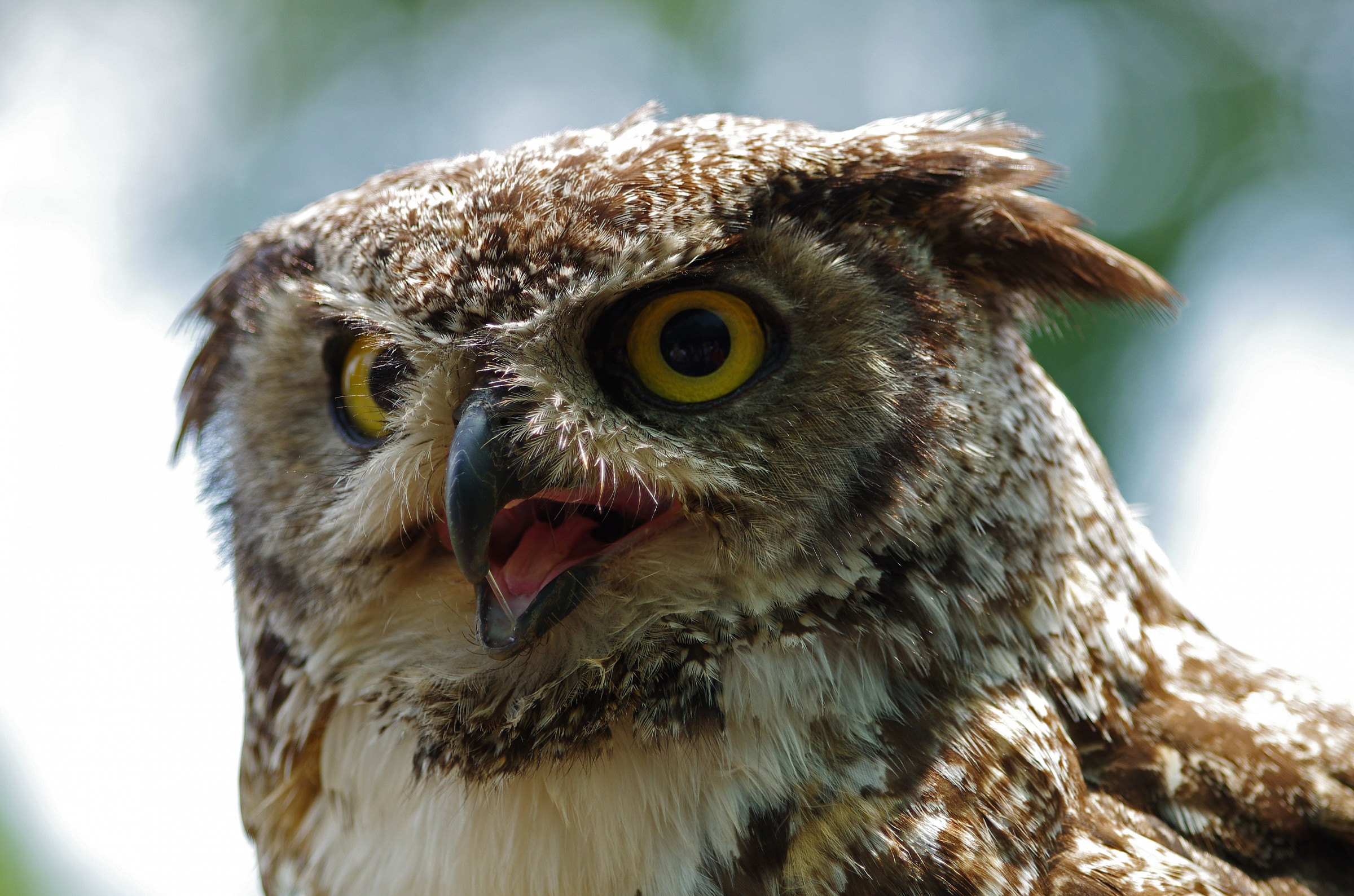 Gli occhi del rapace