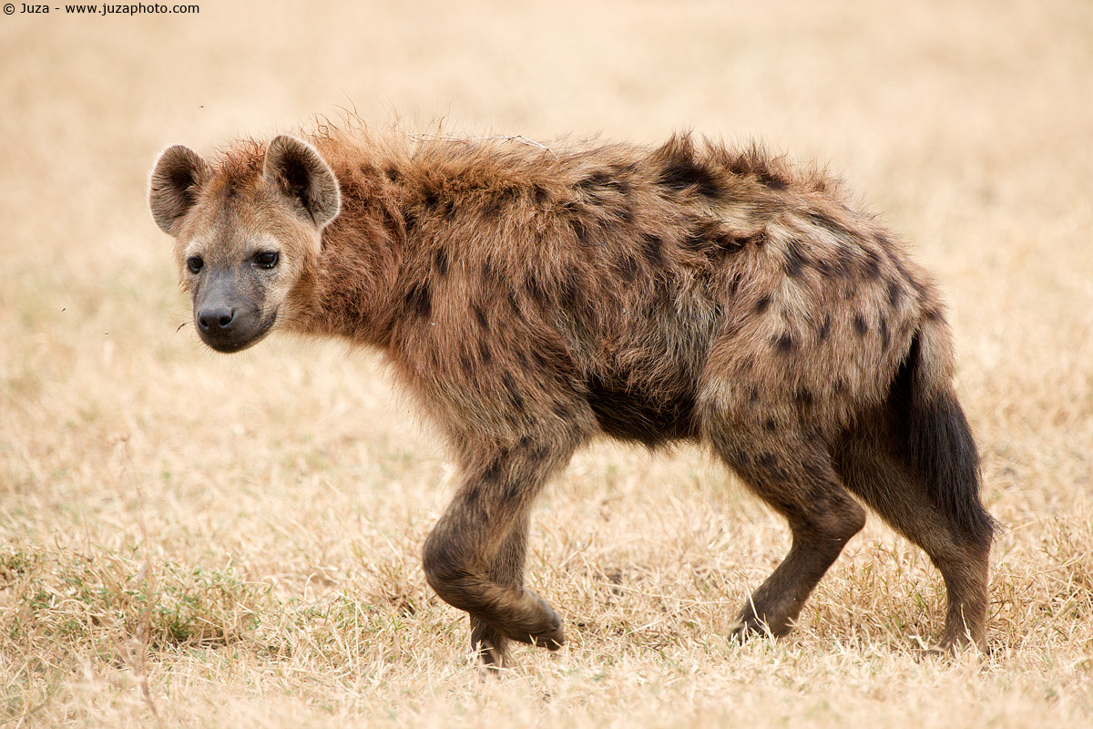 Crocuta crocuta (Hyena), 008043