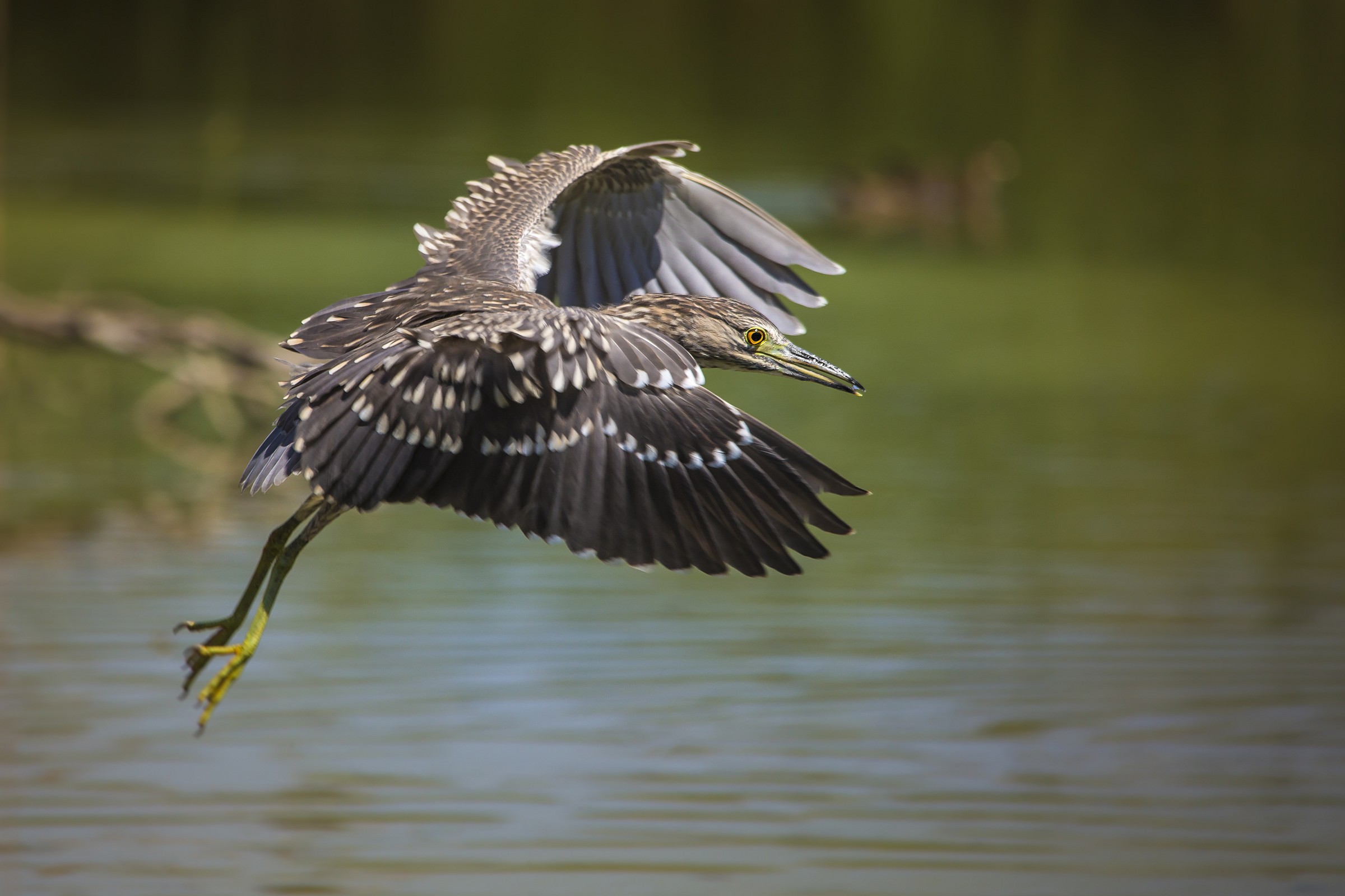 Night Heron in flight