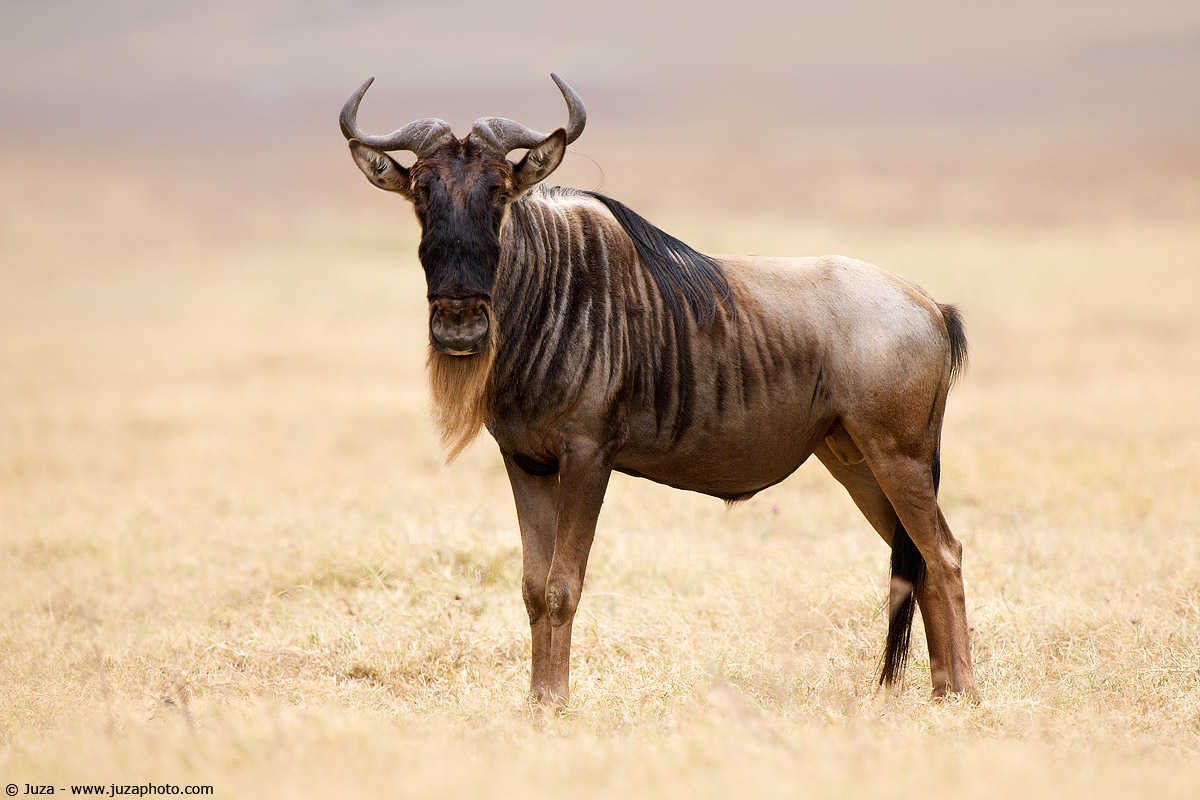 Connochaetes taurinus (Gnu), 008050