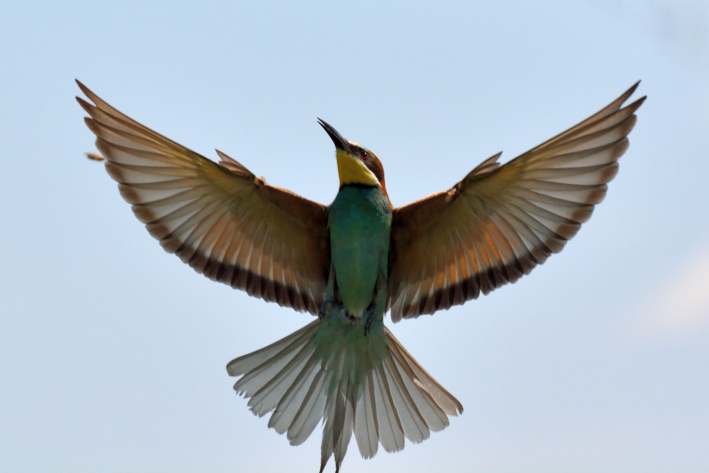 Bee-Eater