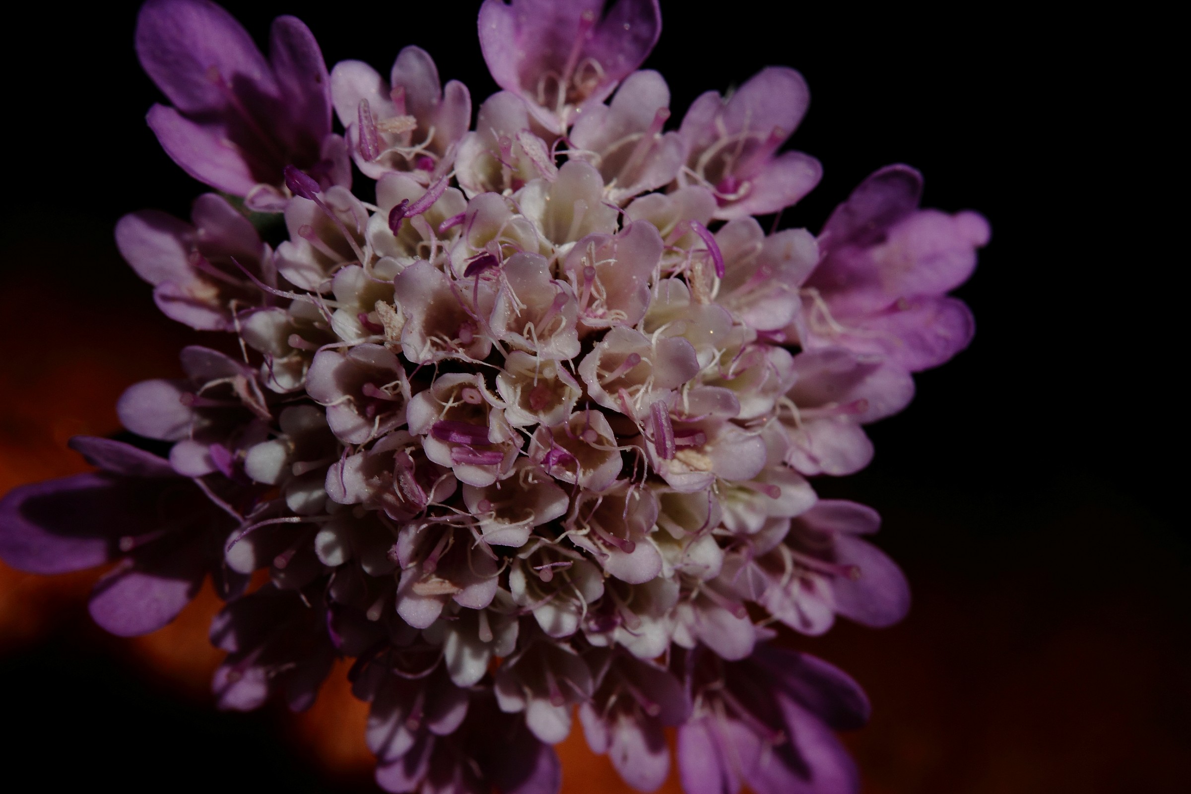 Mediterranean flowers