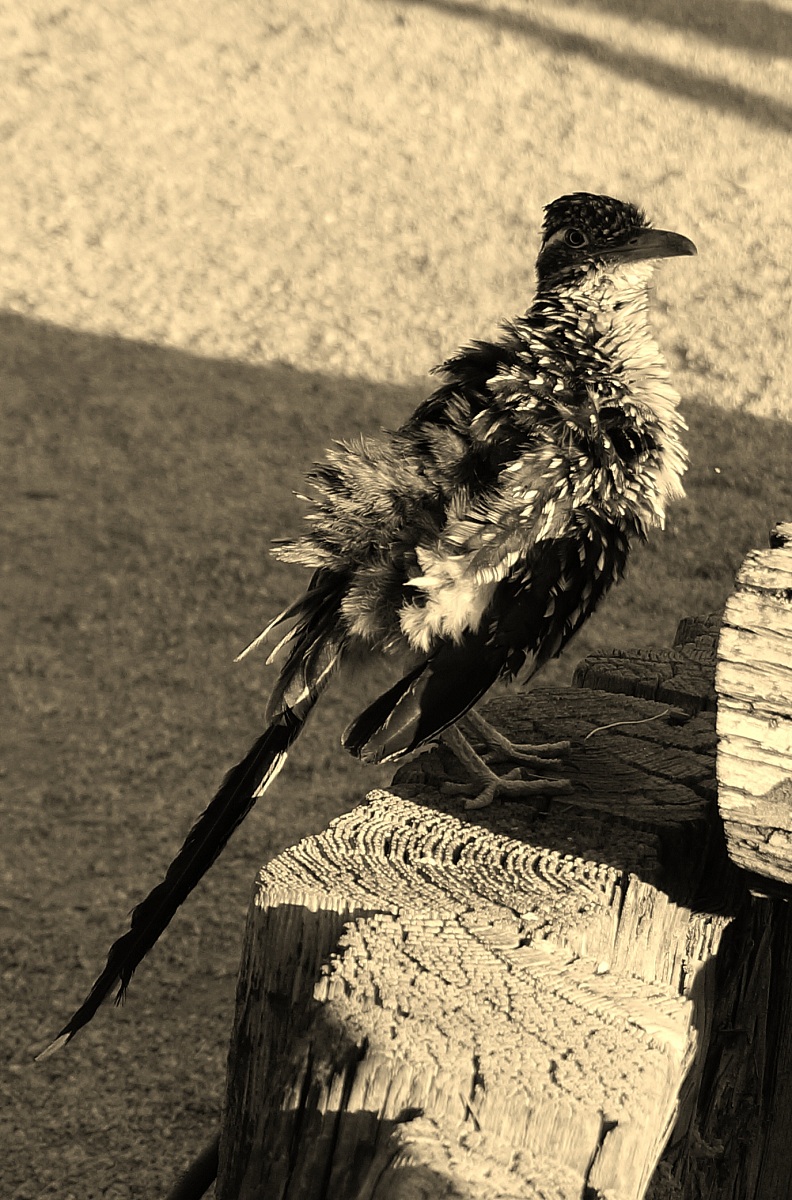 Beep Beep...e il Coyote dov'é?