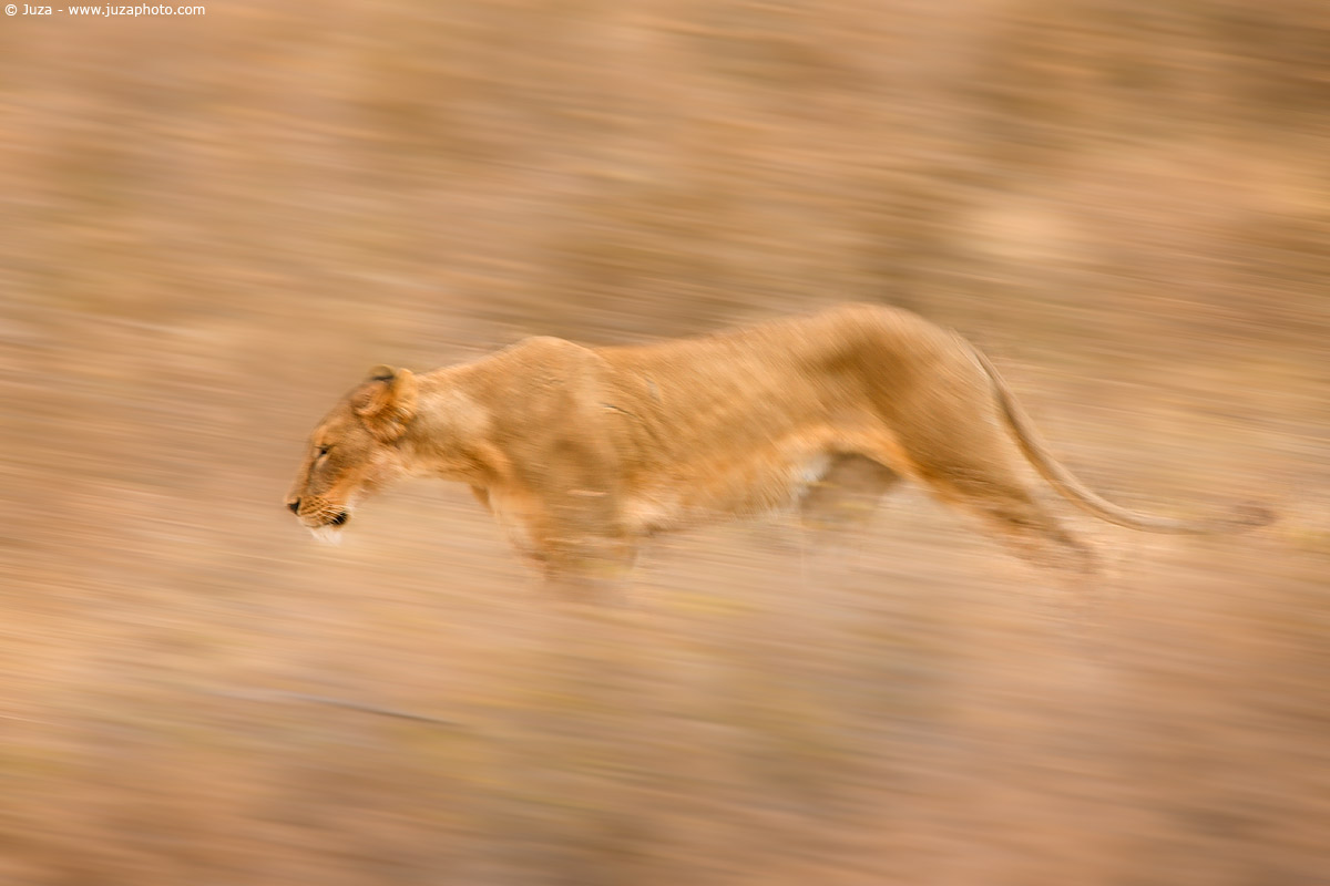 Panthera leo (Leone), 008070