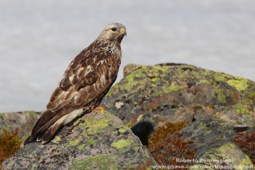 Buteo lagopus