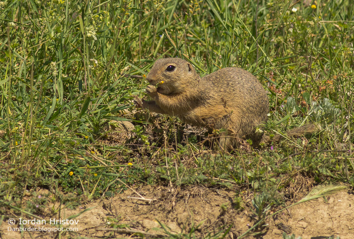Souslik  photography in Bulgaria