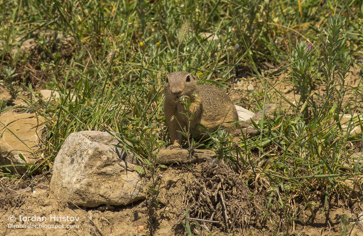 Souslik photography in Bulgaria
