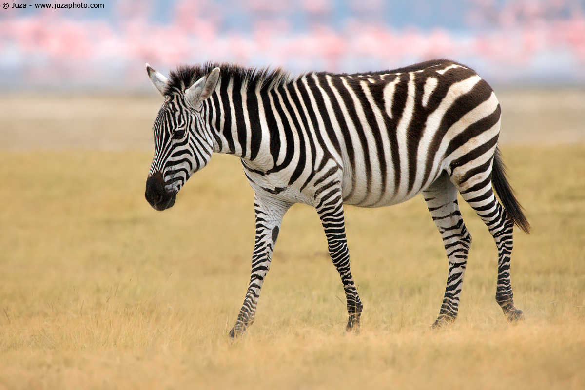 Equus quagga (Zebra), 008082