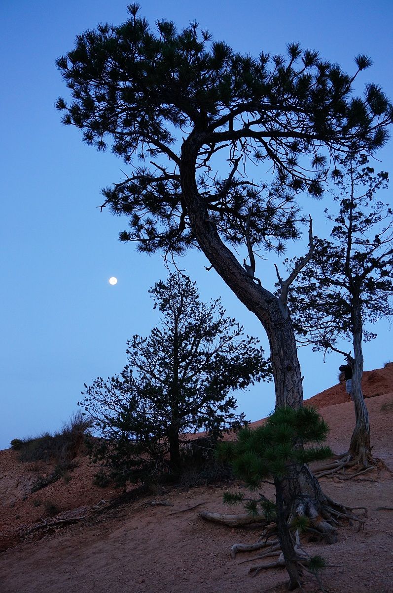 Bryce Canyon in notturno