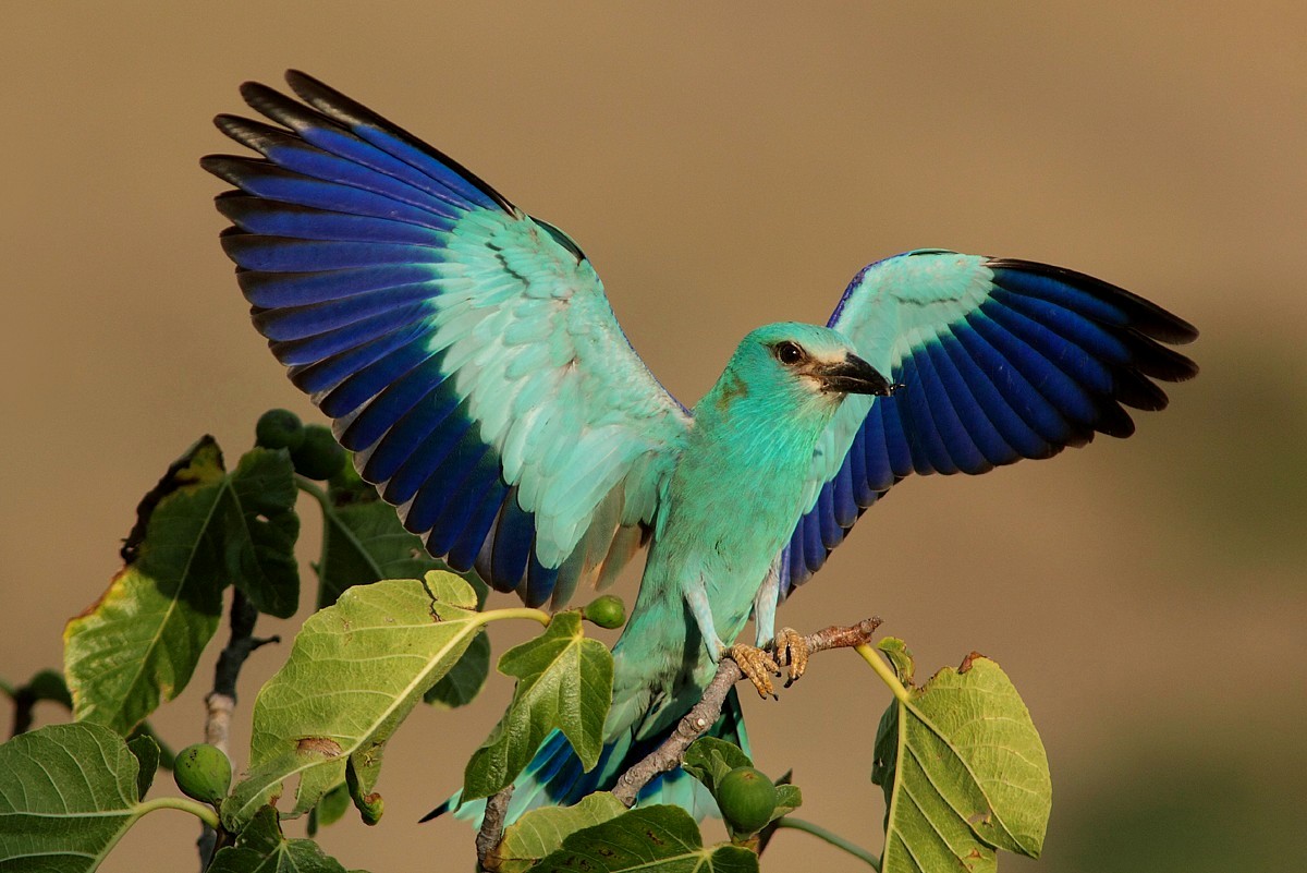 The greeting of the European roller more paparazzi.