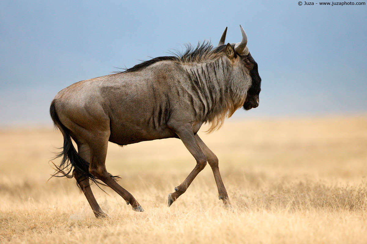 Connochaetes taurinus (Gnu), 008084