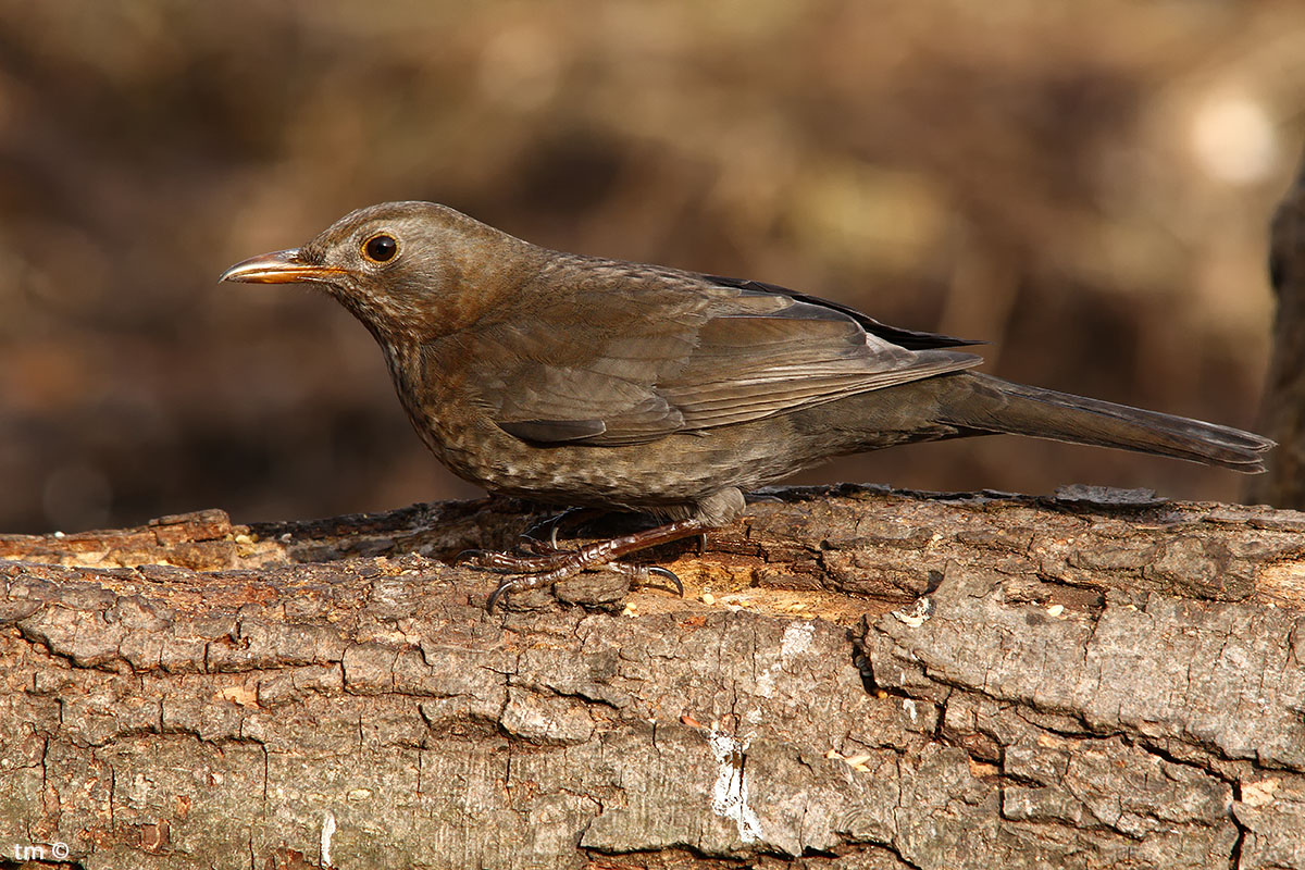 In the days of Merla