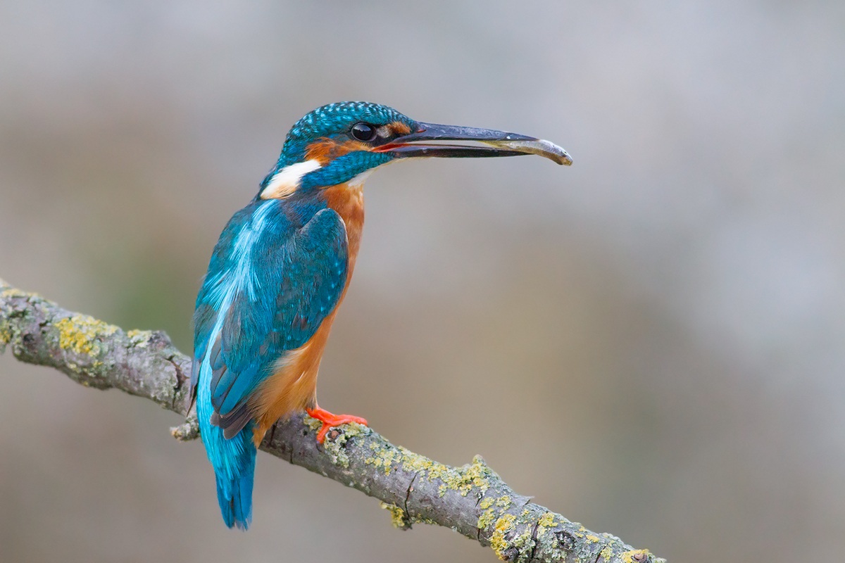 Il martino e la preda