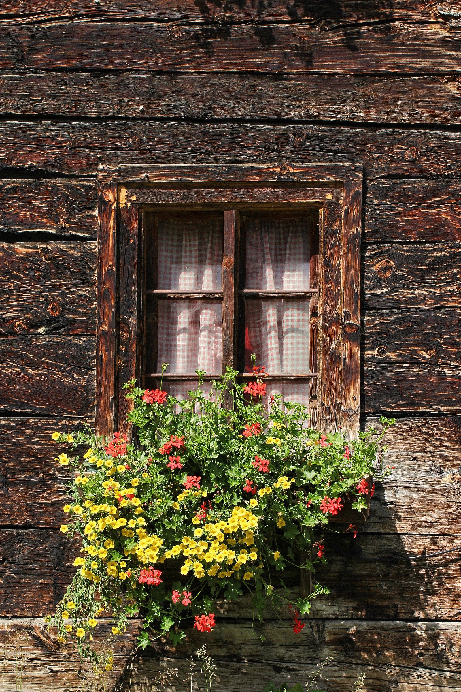Window and flowers
