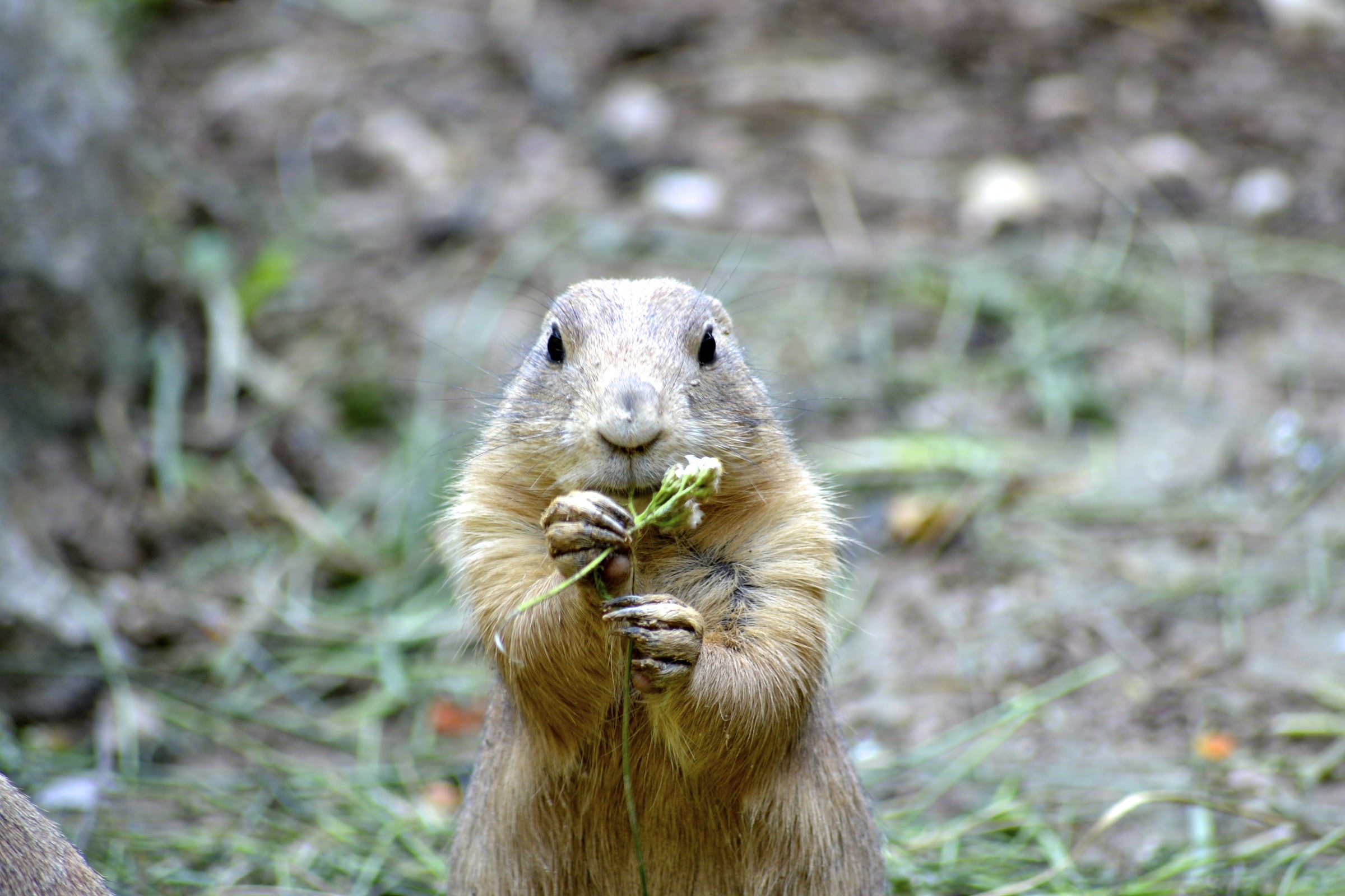 Cane della prateria Dalla coda nera