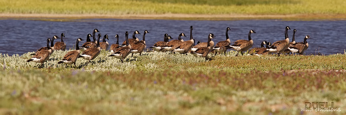 Canadian Geese