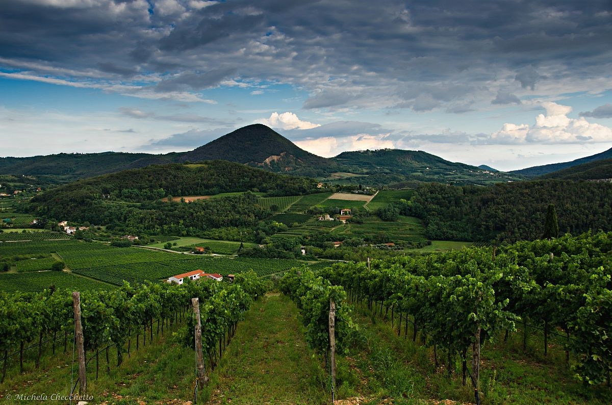 Walking through the vineyards