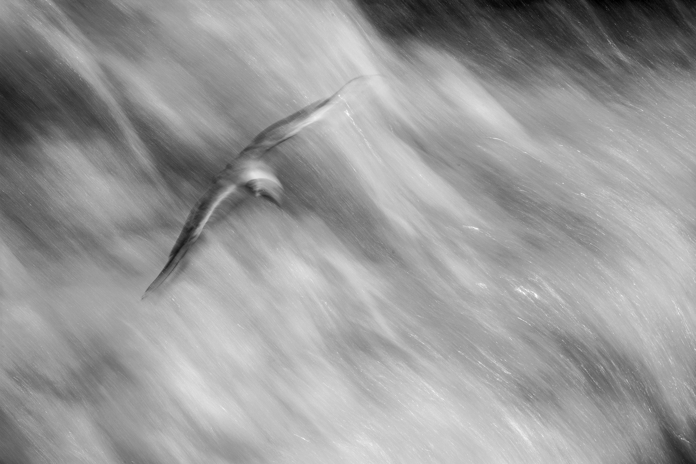 the flight ..............