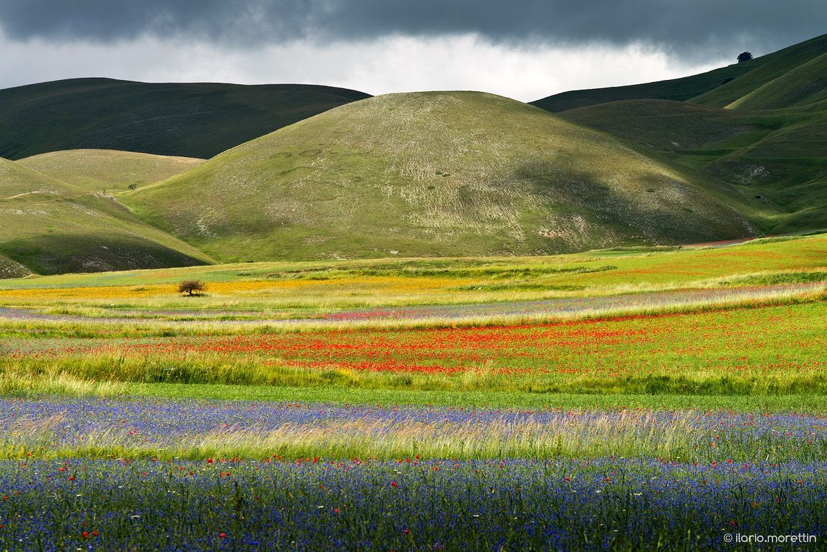 Alla spasmodica ricerca di un albero...