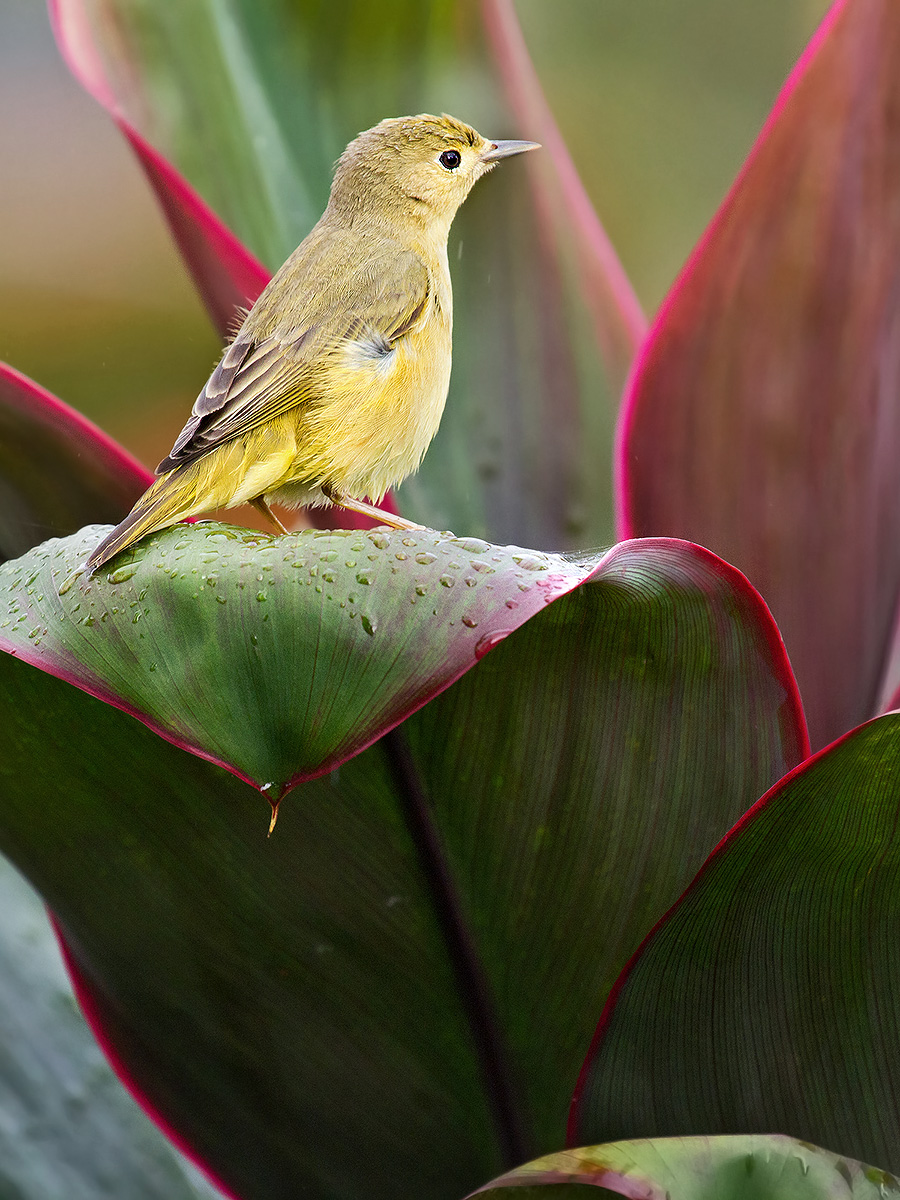 American Yellow Warbler