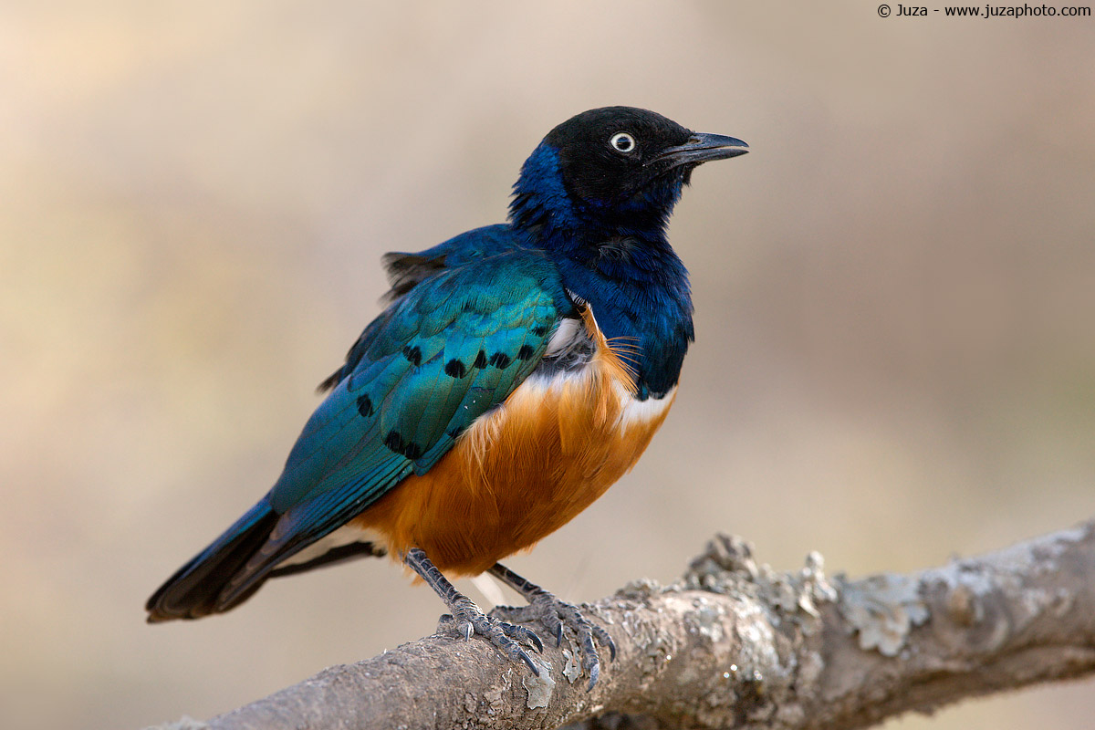 Lamprotornis superbus, 008137