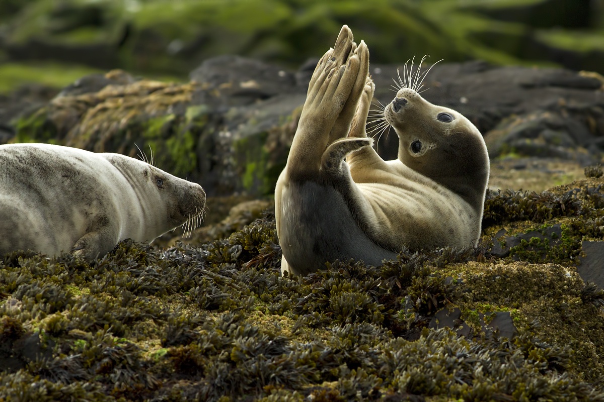 Cucciolo di Foca Grigia