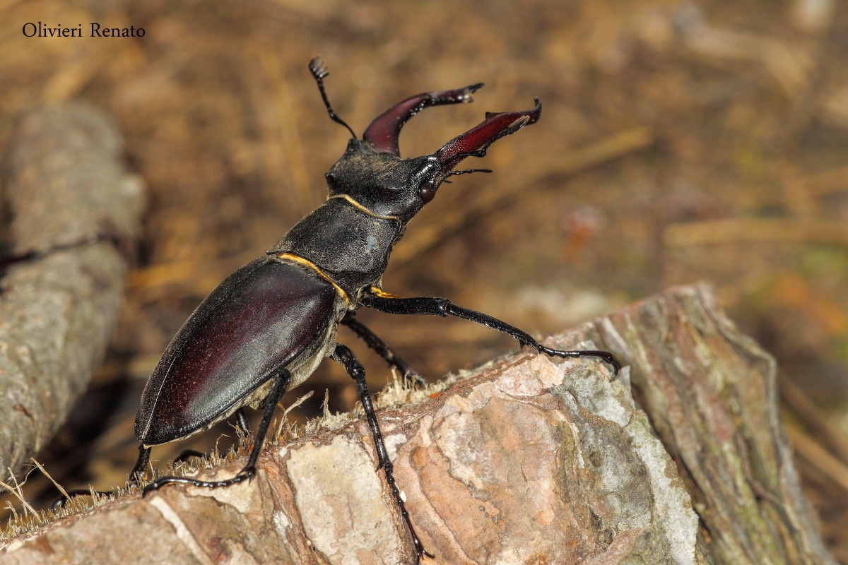 Stag Beetle (Lucanus Cervus)