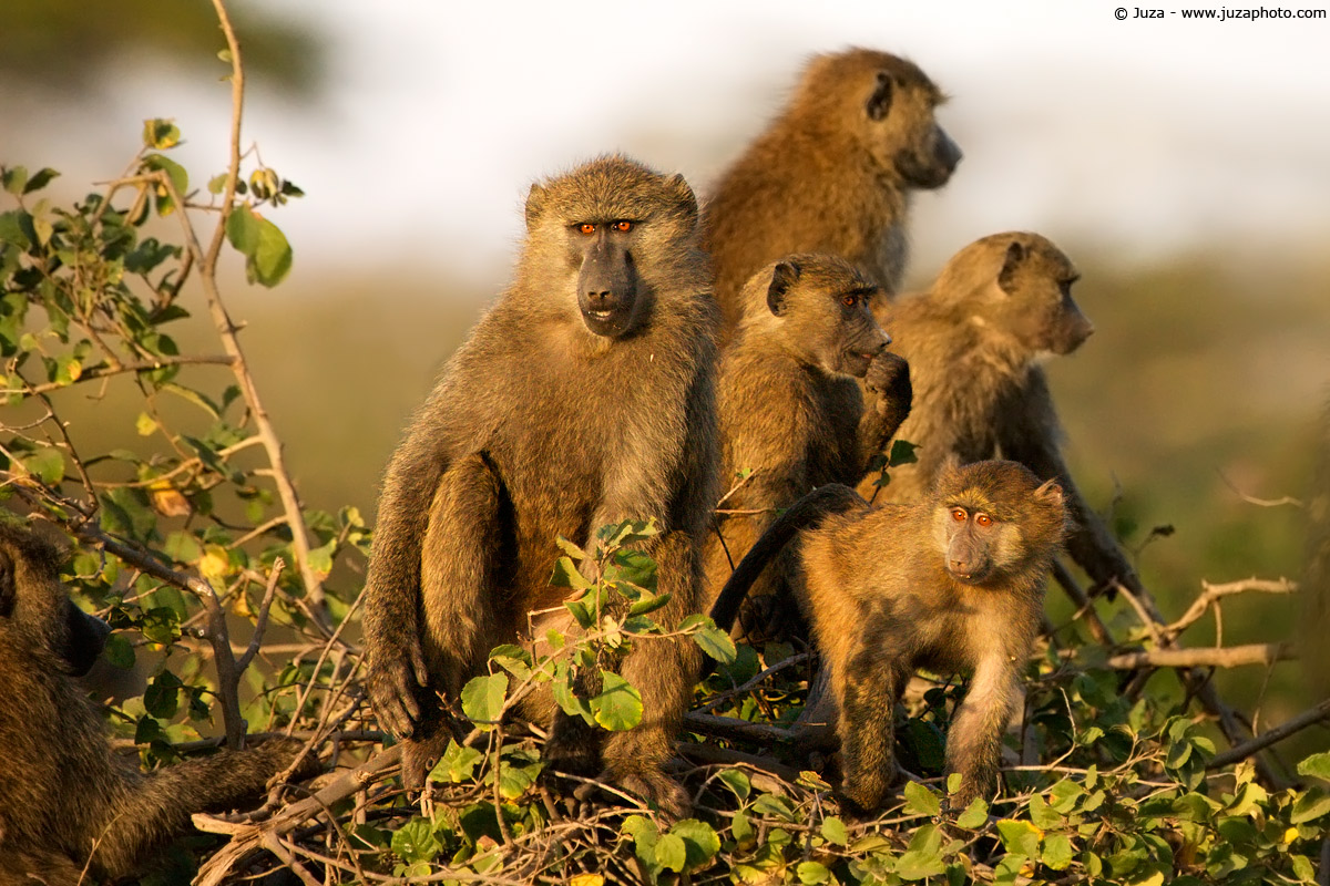 Papio sp. (Baboon), 008161