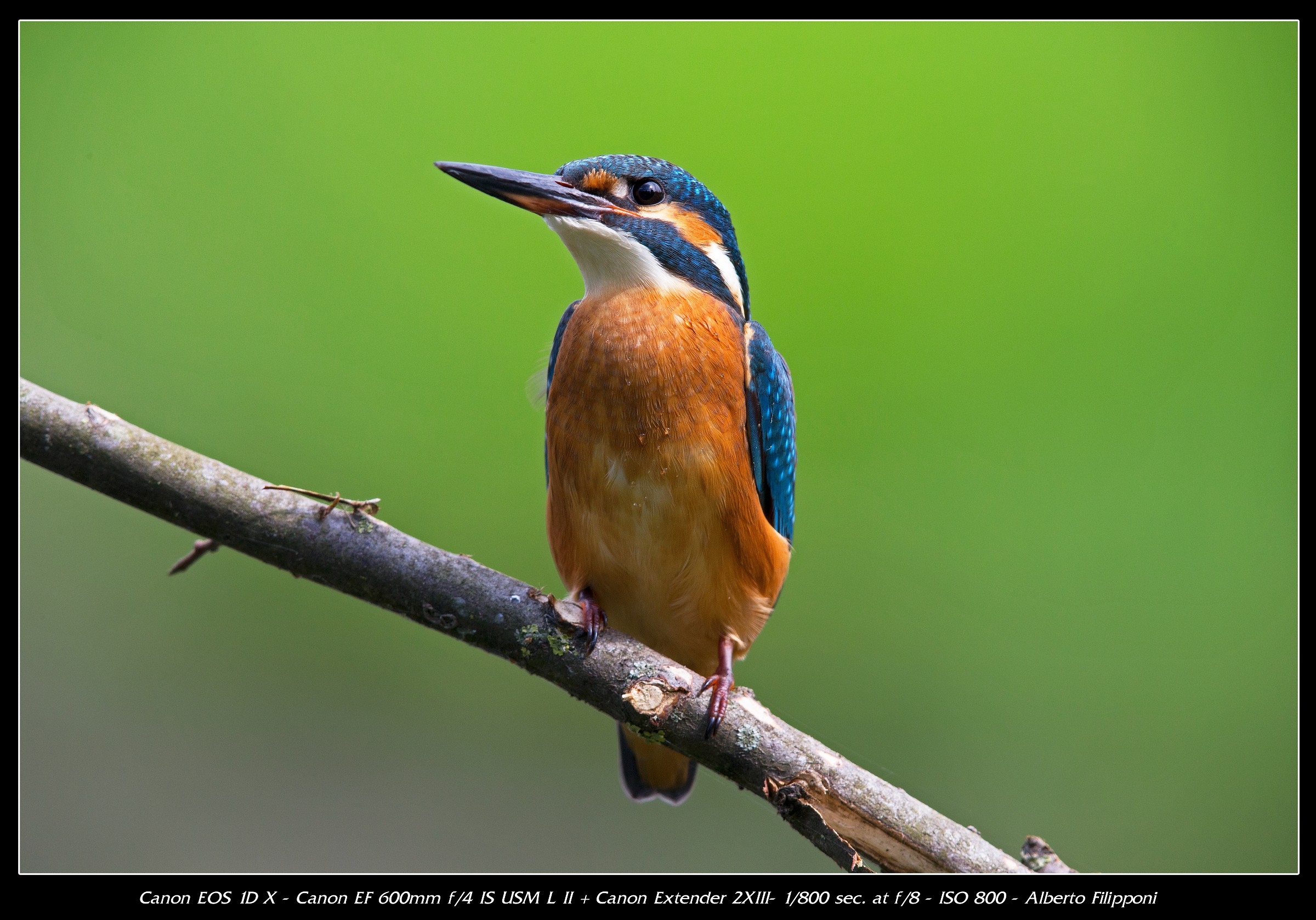 Martin Pescatore - Oasi Lipu di Racconigi