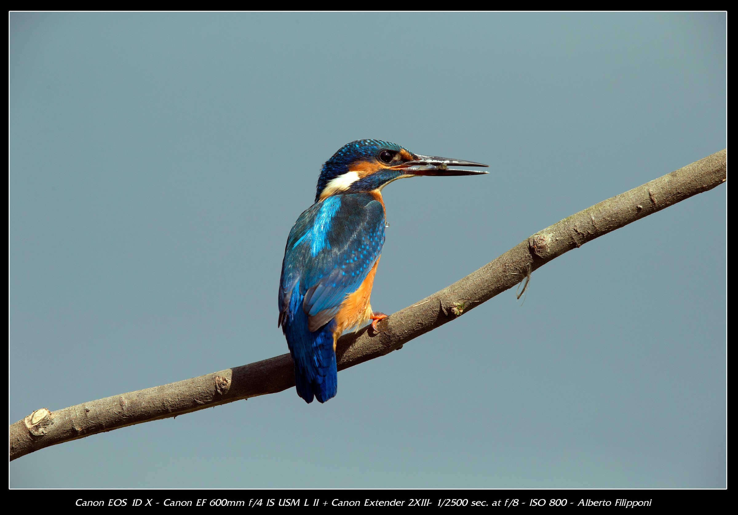 Martino con pescetto