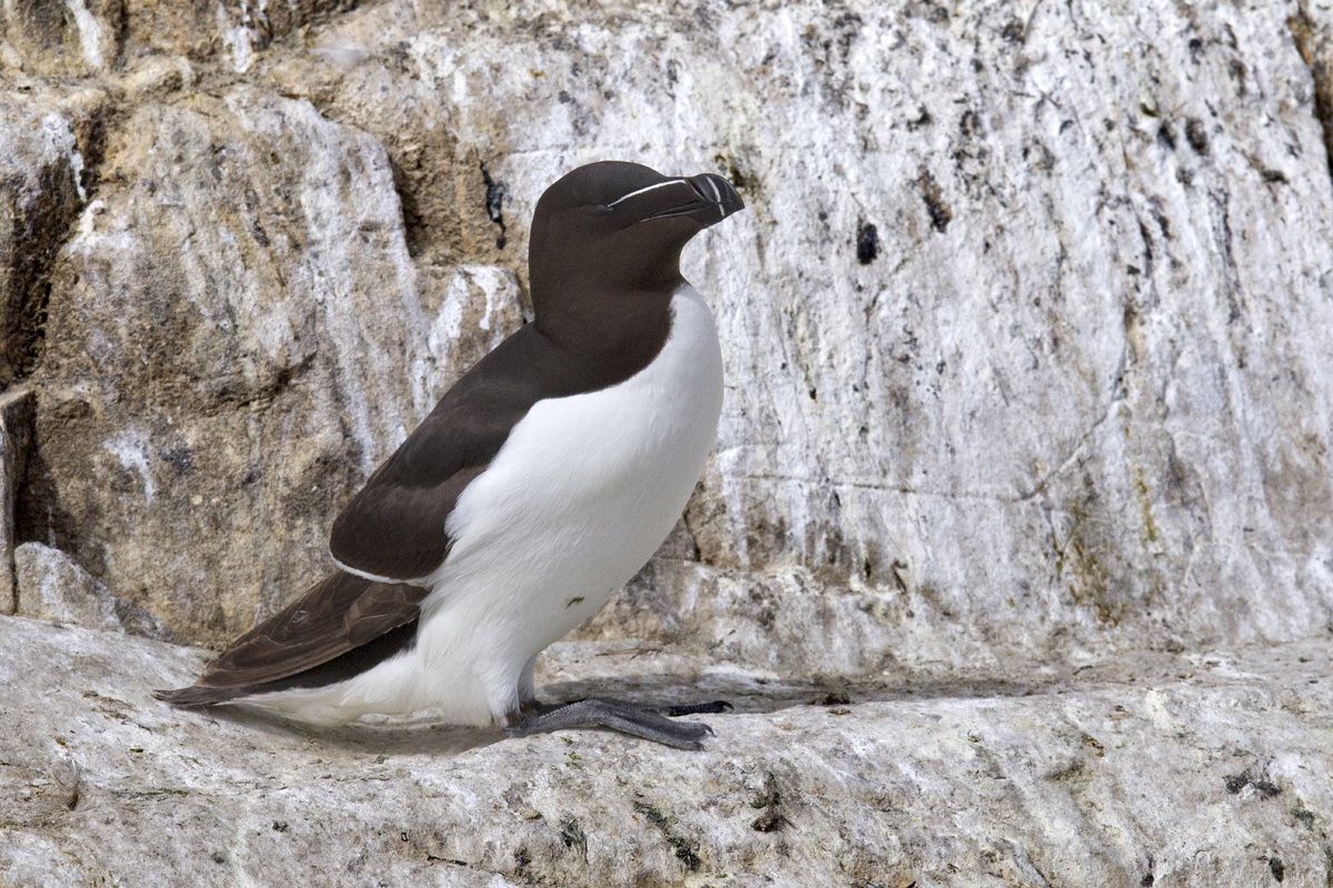 Razorbill