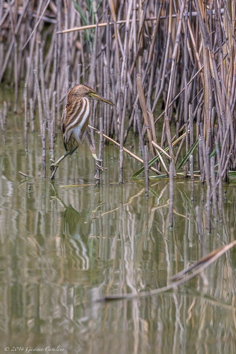 Bittern ...