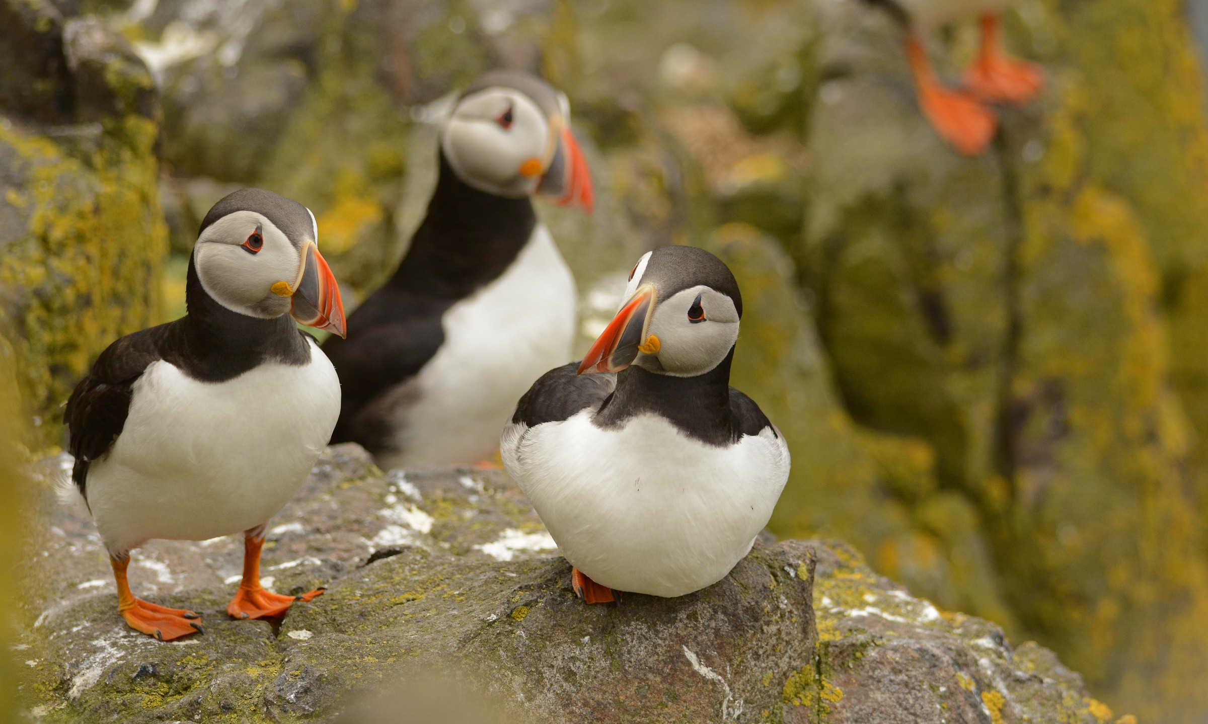 Il trio delle pulcinelle