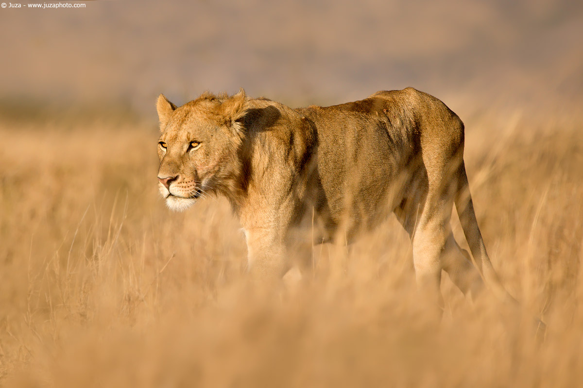 Panthera leo (Leone), 008170