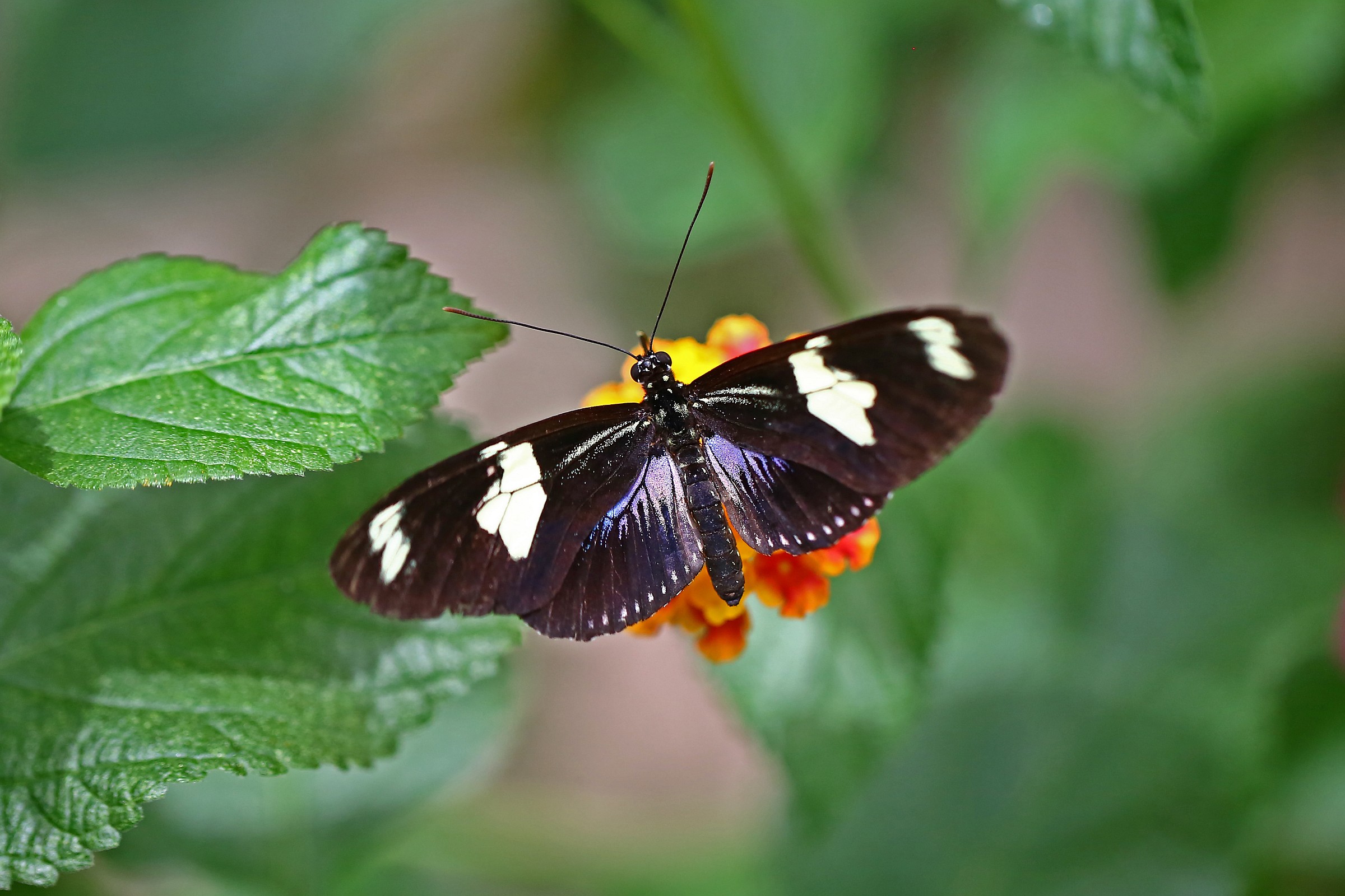 La casa delle farfalle